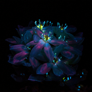 黑人巨大vs日本人优
